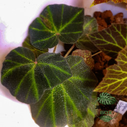 Begonia solimutata – Feuillage graphique et nervuré | JungleBox