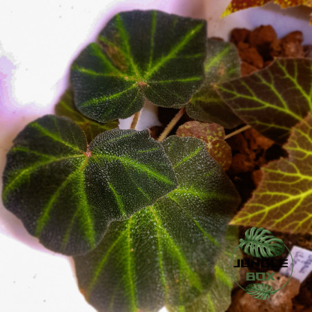 Begonia solimutata – Feuillage graphique et nervuré | JungleBox