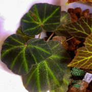 Begonia solimutata – Feuillage graphique et nervuré | JungleBox