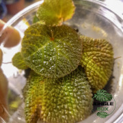 Begonia solimutata – Feuillage graphique et nervuré | JungleBox