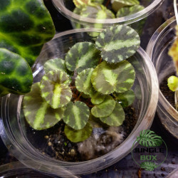 Begonia cleopatra