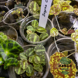 Begonia cleopatra