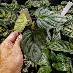 Philodendron Majestic – Feuilles veloutées argentées | JungleBox