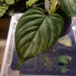Philodendron Majestic – Rare Velvet Hybrid | JungleBox