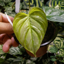 Philodendron Majestic – Rare Velvet Hybrid | JungleBox
