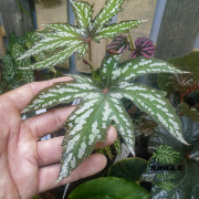 Begonia diadema – Plante rare à feuillage graphique | JungleBox