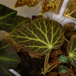 Begonia chloroneura – Plante rare à feuillage graphique | JungleBox
