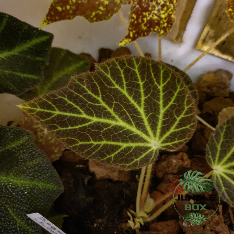 Begonia chloroneura – Plante rare à feuillage graphique | JungleBox