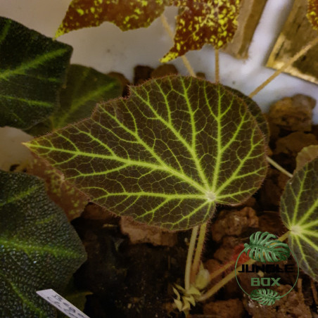 Begonia chloroneura – Plante rare à feuillage graphique | JungleBox