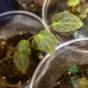 Begonia chloroneura – Plante rare à feuillage graphique | JungleBox