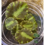 Begonia cleopatra