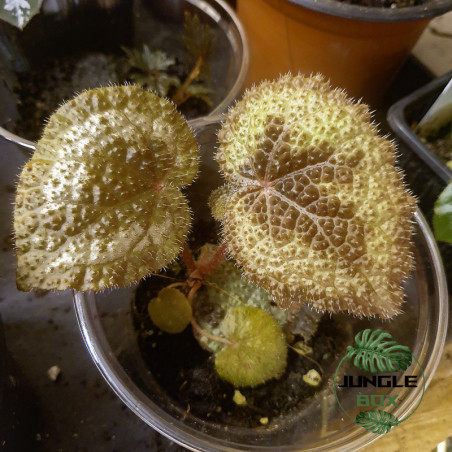 Bégonia masoniana