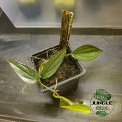 Philodendron hopkinsianum – Plante rare tropicale | JungleBox