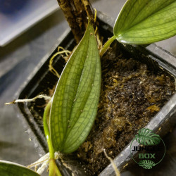 Philodendron hopkinsianum