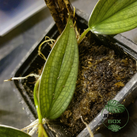 Philodendron hopkinsianum