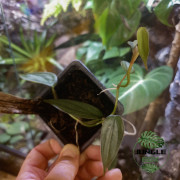 Philodendron hopkinsianum – Plante rare tropicale | JungleBox