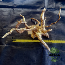 Racine Araignée (Spider Wood) – Décor naturel pour aquarium, terrarium