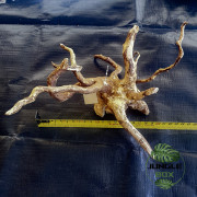 Racine Araignée (Spider Wood) – Décor naturel pour aquarium, terrarium