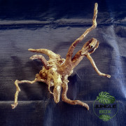 Racine Araignée (Spider Wood) – Décor naturel pour aquarium, terrarium