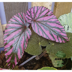 Begonia brevirimosa