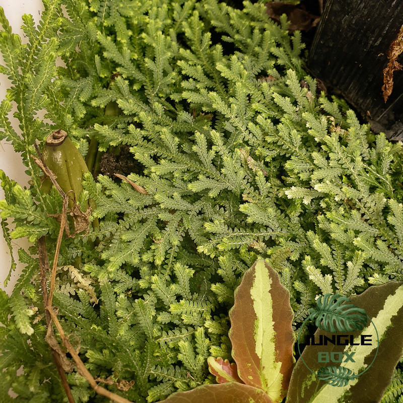 Selaginella serpens – Plante tropicale pour terrarium humide | JungleB