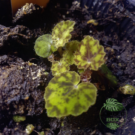 Begonia bowerae – Plante tropicale graphique pour terrarium  JungleBox