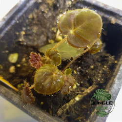 Begonia bowerae ‘Ziesenhenne’ – Plante tropicale décorative JungleBox