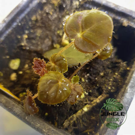 Begonia bowerae ‘Ziesenhenne’ – Plante tropicale décorative JungleBox