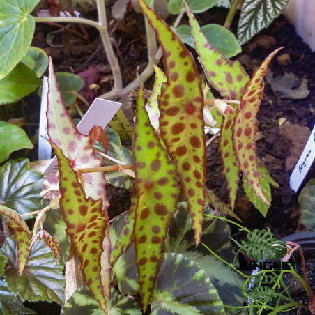 begonia amphioxus
