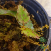 Begonia amphioxus – Plante rare à feuillage tacheté rouge | JungleBox