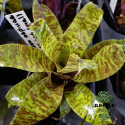 Goudea ospinae var. gruberi 'Small' – Mini broméliacée zébrée | Jungle
