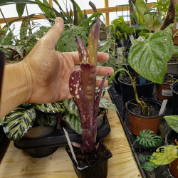 Billbergia Hallelujah – Broméliacée colorée pour terrarium & intérieur