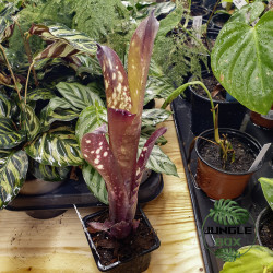 Billbergia hallelujah