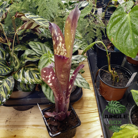 Billbergia hallelujah