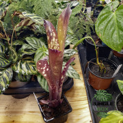 Billbergia hallelujah