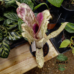 billbergia kolan clotted cream