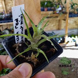 Vrisea red Chestnut Mini