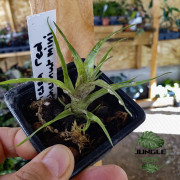 Vrisea red Chestnut Mini