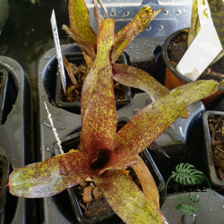 Neoregelia 'Red Waif' – Mini broméliacée rouge décorative | JungleBox