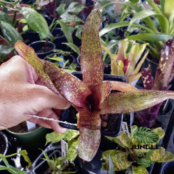 Neoregelia Red Waif