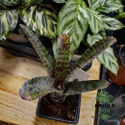 Neoregelia purpurea compacta – Broméliacée pourpre compacte junglebox