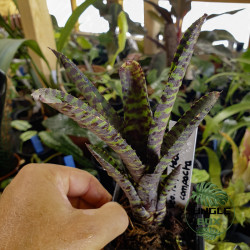 Neoregelia purpurea compacta