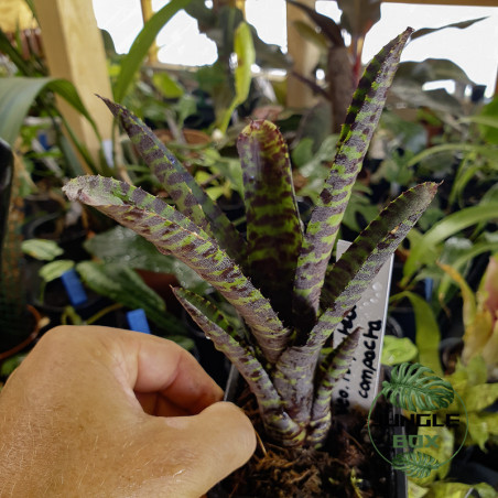 Neoregelia purpurea compacta