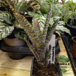 Neoregelia purpurea compacta – Broméliacée pourpre compacte junglebox
