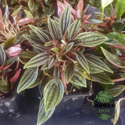 Peperomia caperata "rosso"