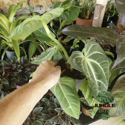 Anthurium villenaorum medium