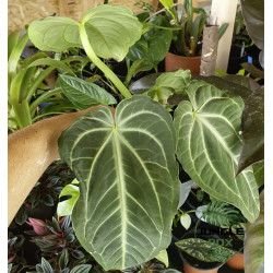 Anthurium villenaorum