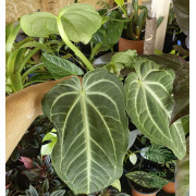 Anthurium villenaorum