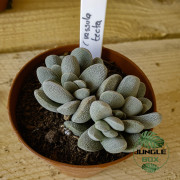 Crassula tecta