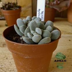 Crassula tecta – Plante succulente rare et graphique | JungleBox